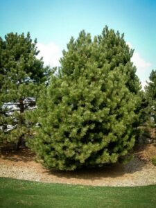 Сосна Чёрная (Pinus Nigra) купить по цене от 270.00р. в интернет-магазине «Посадика» с доставкой почтой в в Гремячинске и по всей России – [изображение №1].