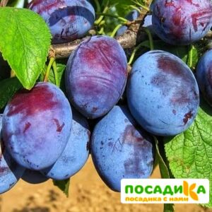 Слива Чачакская ранняя купить по цене от 229.00р. в интернет-магазине «Посадика» с доставкой почтой в в Гремячинске и по всей России – [изображение №1].