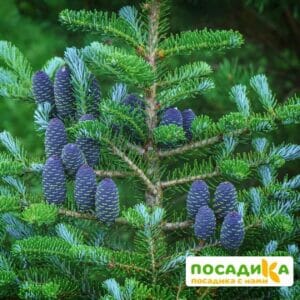 Пихта корейская (Abies koreana) купить по цене от 450.00р. в интернет-магазине «Посадика» с доставкой почтой в в Гремячинске и по всей России – [изображение №1].