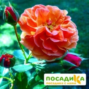 Роза Арабия купить по цене от 350.00р. в интернет-магазине «Посадика» с доставкой почтой в в Гремячинске и по всей России – [изображение №1].