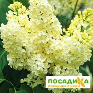 Сирень Примроуз (Primrose) купить по цене от 529.00р. в интернет-магазине «Посадика» с доставкой почтой в в Гремячинске и по всей России – [изображение №1].