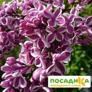 Сирень Сенсация купить по цене от 529.00р. в интернет-магазине «Посадика» с доставкой почтой в в Гремячинске и по всей России – [изображение №1].