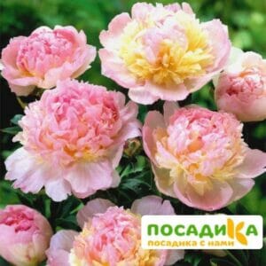 Пион Распберри Сандей (Paeonia Raspberry Sundae) купить по цене от 959р. в интернет-магазине «Посадика» с доставкой почтой в в Гремячинске и по всей России – [изображение №1].