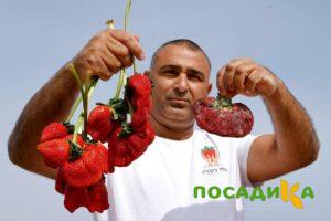 Клубника Гигант Джорнея купить по цене от 266р. в интернет-магазине «Посадика» с доставкой почтой в в Гремячинске и по всей России – [изображение №1].