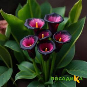 Калла Аура Лейс купить по цене от 400р. в интернет-магазине «Посадика» с доставкой почтой в в Гремячинске и по всей России – [изображение №1].