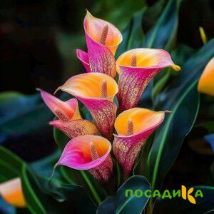 Калла Оникс купить по цене от 450р. в интернет-магазине «Посадика» с доставкой почтой в в Гремячинске и по всей России – [изображение №1].