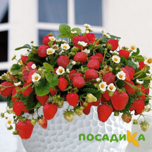 Клубника Рубиновый Шепот (горшечная) купить по цене от 240р. в интернет-магазине «Посадика» с доставкой почтой в в Гремячинске и по всей России – [изображение №1].