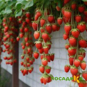 Клубника вьющаяся Комплимент купить по цене от 470р. в интернет-магазине «Посадика» с доставкой почтой в в Гремячинске и по всей России – [изображение №1].