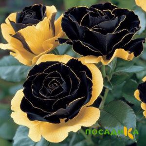 Роза Ханни Сикл купить по цене от 700р. в интернет-магазине «Посадика» с доставкой почтой в в Гремячинске и по всей России – [изображение №1].