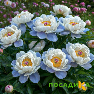 Пион акварельный Этюд купить по цене от 806р. в интернет-магазине «Посадика» с доставкой почтой в в Гремячинске и по всей России – [изображение №1].