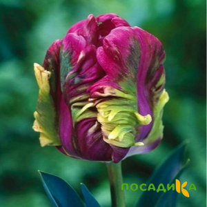 Тюльпан Экзотик Хэвен купить по цене от 186р. в интернет-магазине «Посадика» с доставкой почтой в в Гремячинске и по всей России – [изображение №1].
